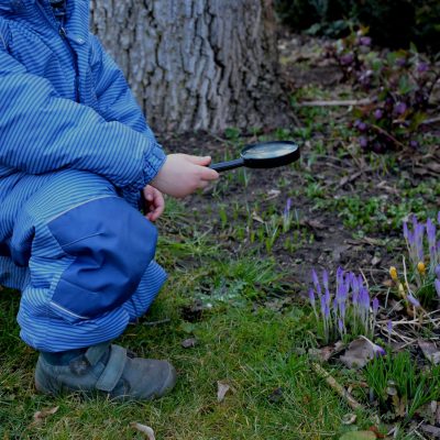 father and son, both botanists, observe blooming spring bulbs and shrubs with a magnifying glass. the little boy also observes an insect and a pistil of a crocus. the botanical garden invites visitors, japonica, iris reticulata, playing kids, taxonomy, virginiana